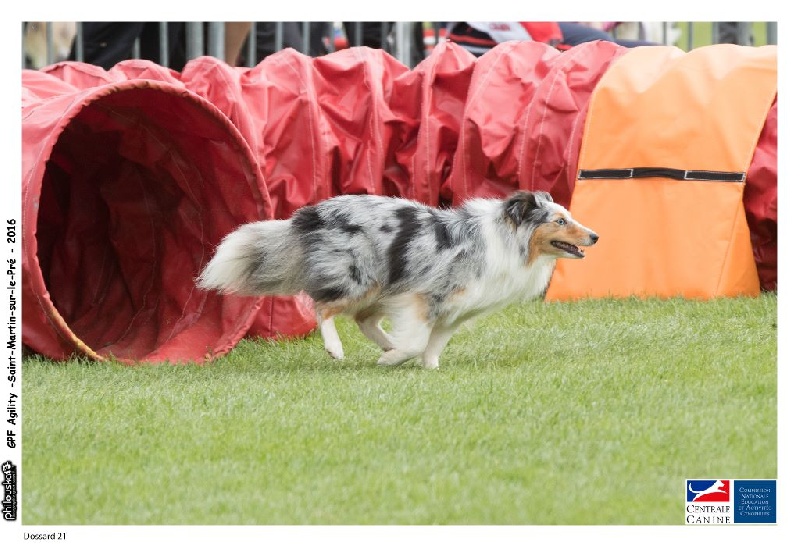 CH. Hatyka la bleue De L'Oustaou de Sandy